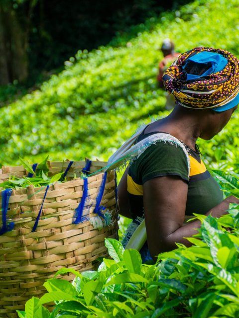 pexels-abellpaul53-7427928